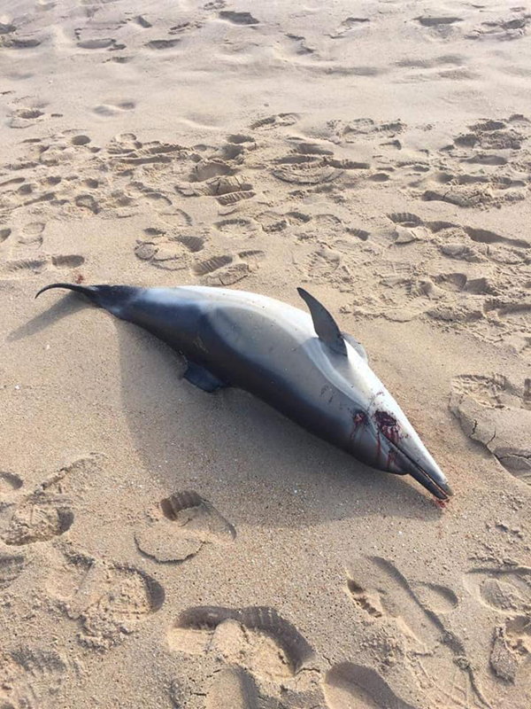 Golfinho morto na Praia da Consolação