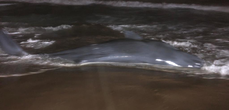 Uma baleia com vida arrojou na praia do Navio, tendo sido devolvida ao mar