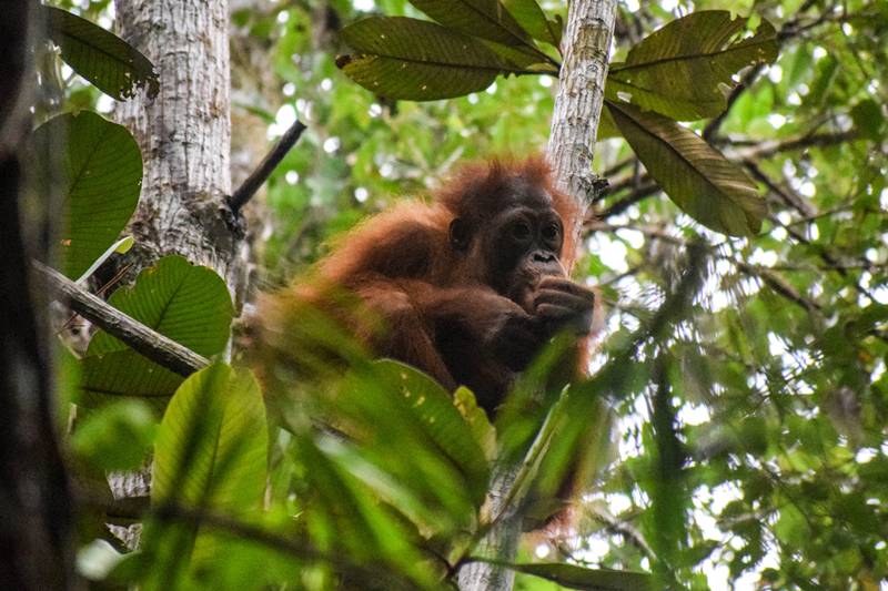 Catarina Silva teve como principal função seguir orangotangos 