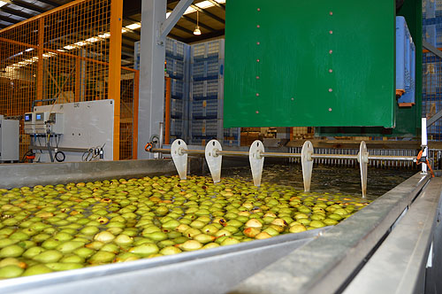 Após ser apanhada a pera é encaminhada para o Centro de Produção e Comercialização Hortofrutícola (CPF), onde chega em caixas de plástico 